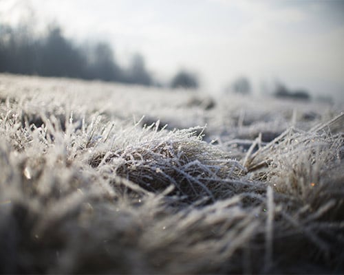gallery-sub-zero-antifreeze-frosty-grass-field