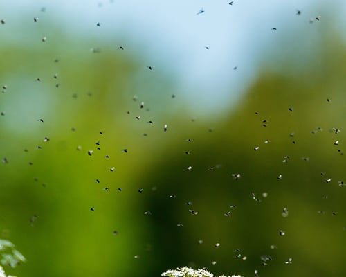 gallery-fly-control-flies-swarming