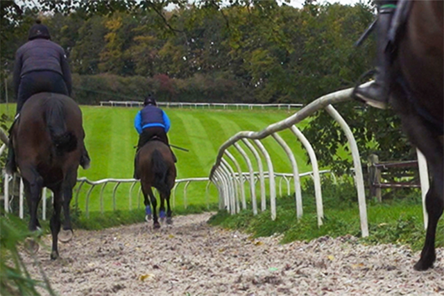 Helping to Reduce Chronic Coughing And Equine Asthma in Racehorses